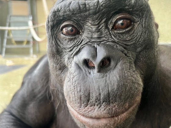 Kanzi, a bonobo who learned to communicate with humans, in Des Moines, Iowa. (Ape Initiative / The Associated Press)