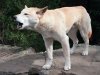 In this April 1998 file photo, an Australian wild Dingo dog is pictured at an Australian Wildlife park. (AP Photo/Russell McPhedran, File)