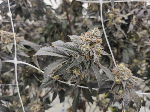 Cannabis plants sit in the Hollandse Hoogtes growing facility in Bemmel, Netherlands, Monday, April 7, 2025. (AP Photo/Molly Quell)