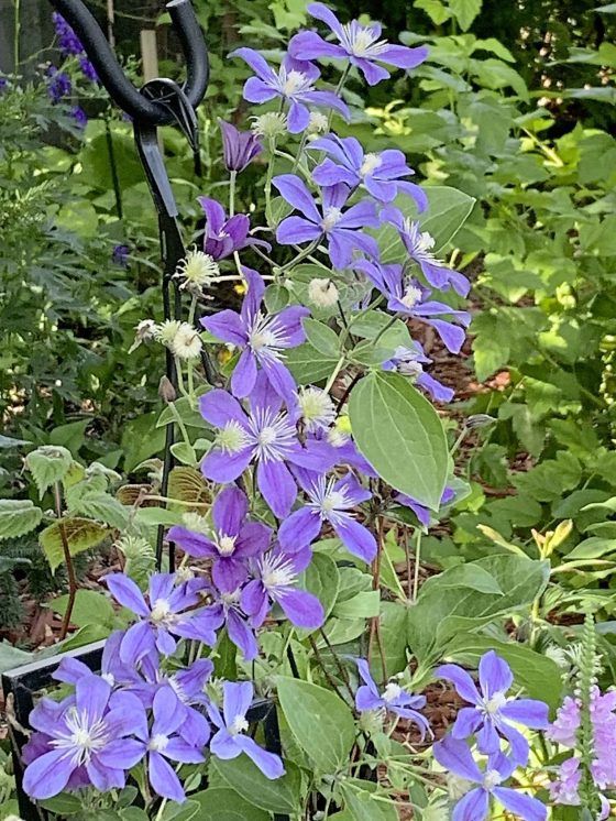 Clematis Arabella