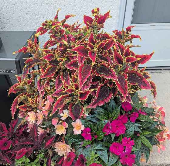 Coleus El Brighto