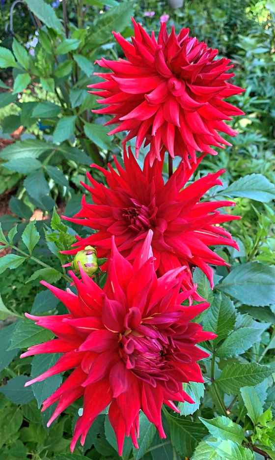 Dahlia Kenora Valentine