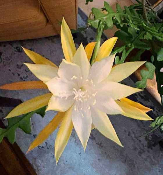 Fishbone cactus flower