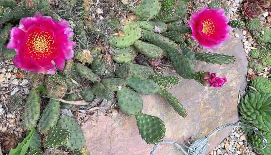 Opuntia Pony cactus