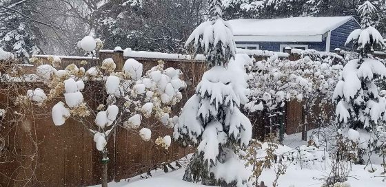 Gently brush off heavy snow. (Colleen Zacharias photo)