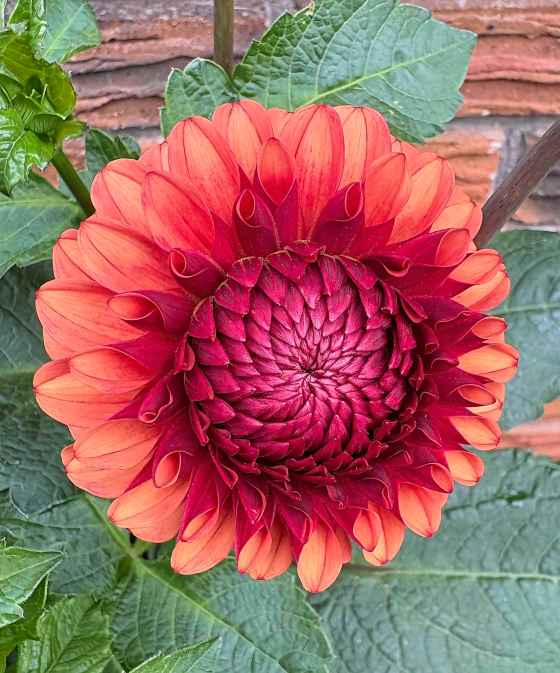 Dahlia Brown Sugar