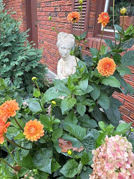 Dahlia Maarn