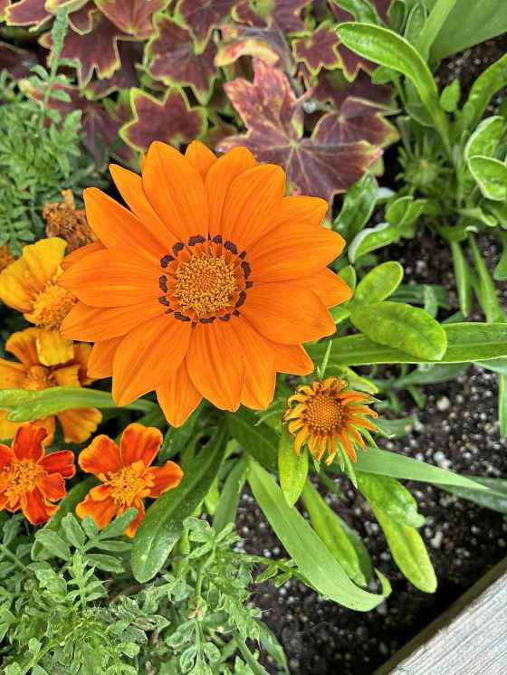 Fiesta Calendula