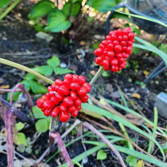 Jack-in-the-Pulpit