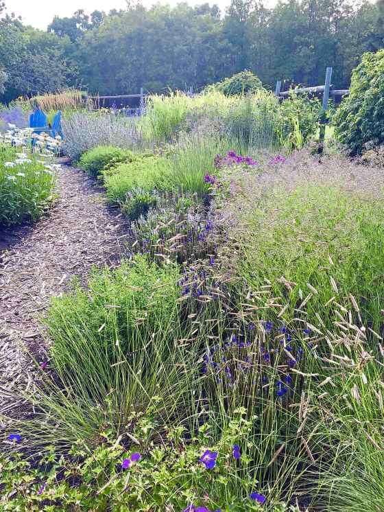 Native plants garden design (Val Thomson photo)