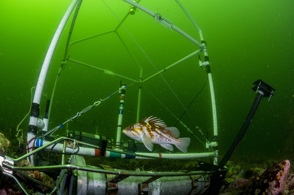British Columbia Researchers Identify Fish Species Sounds