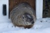 Shubenacadie Sam exits her burrow at a Groundhog Day event at the Shubenacadie Wildlife Park in Nova Scotia on Sunday, Feb. 2, 2025. Sam saw her shadow and predicts six more weeks of winter. THE CANADIAN PRESS/Darren Calabrese