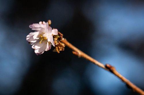 A cherry blossom is pictured blooming on a branch in North Vancouver, on Monday, Jan. 19, 2026. THE CANADIAN PRESS/Ethan Cairns