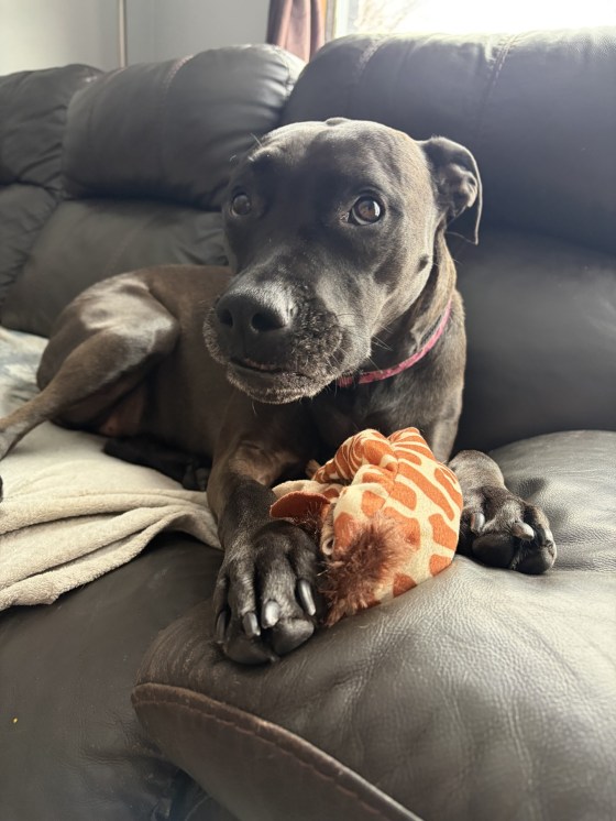 Piper prefers to stay inside. (Supplied)