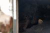 FILE - A bear lies inside a crawl space beneath a home in Altadena, Calif., Dec. 1, 2025. (AP Photo/Jae C. Hong, File)