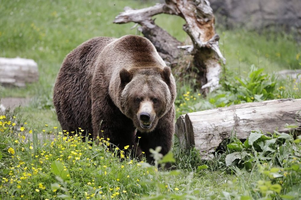 Court issues $6,000 in fines to two people who killed Tex, the B.C. grizzly