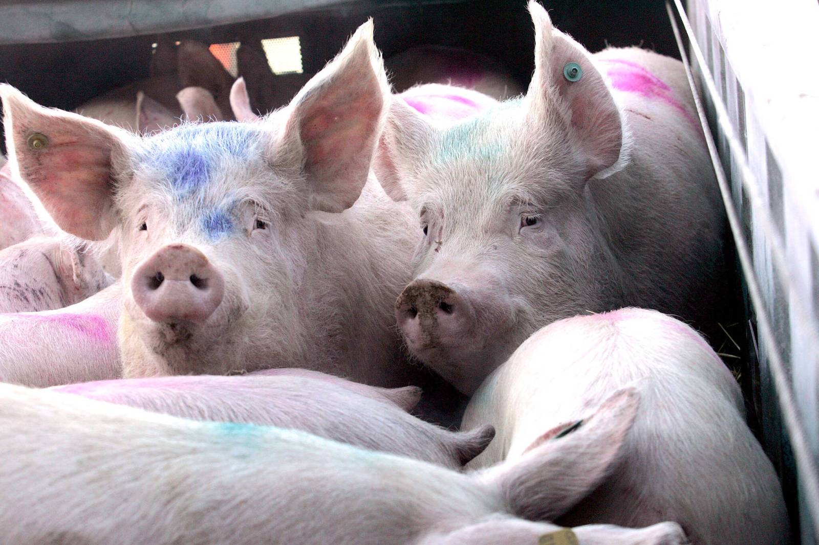 Pork product labelling option in U.S. puts Manitoba producers on edge