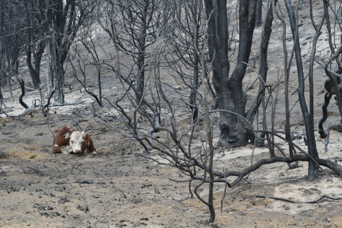 A cow sits on the charred ground of a forest after wildfires on the outskirts of Cholila, Argentina, Monday, Jan. 26, 2026. (AP Photo/Nicolas Palacios)