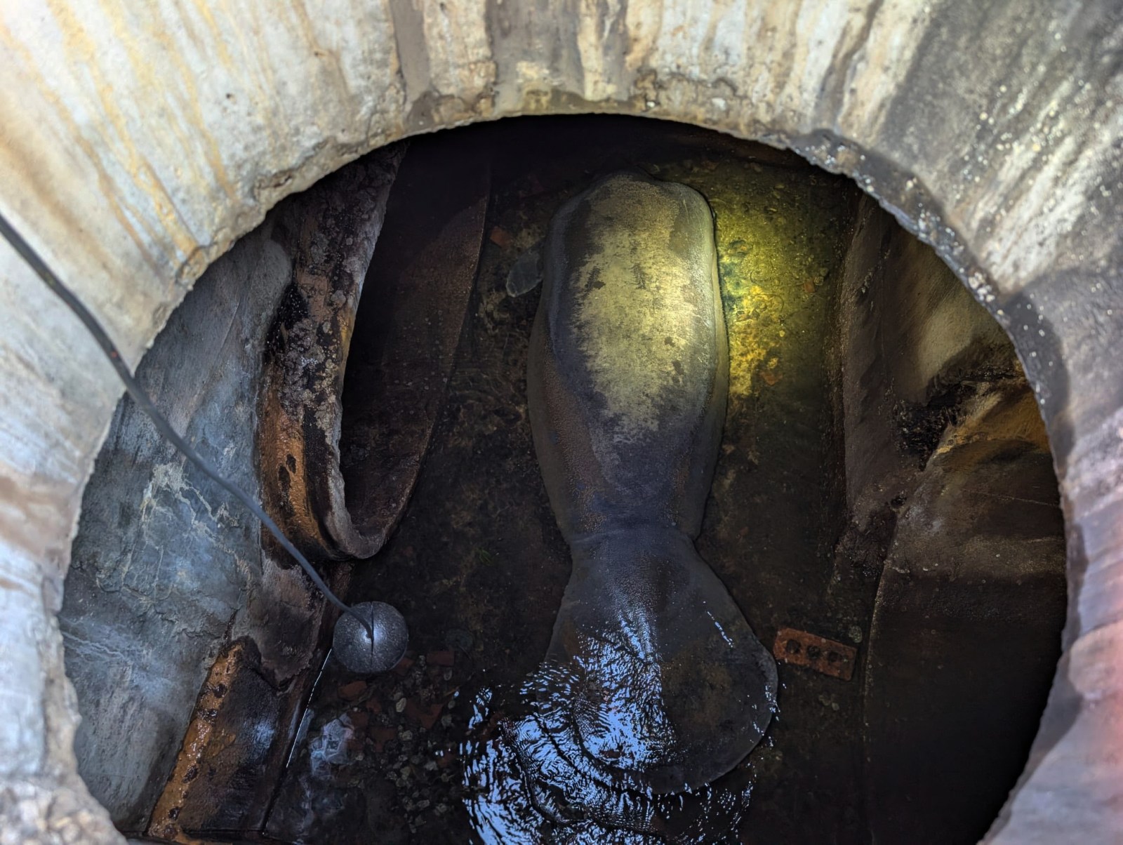 A 410-pound manatee rescued from a Florida storm drain is now recovering at SeaWorld Orlando