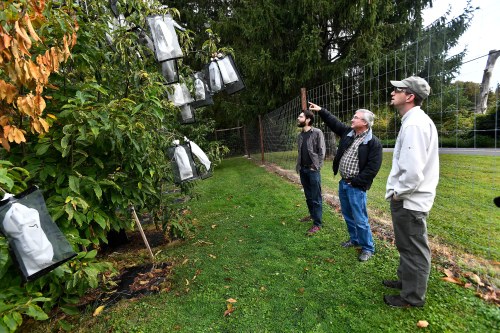 FILE - Vernon Coffey, left, William Powell and Andy Newhouse prepare to harvest genetically modified chestnut samples at the State University of New York's College of Environmental Science & Forestry Lafayette Road Experiment Station in Syracuse, N.Y., Sept. 30, 2019. (AP Photo/Adrian Kraus, File)