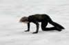 Ilia Malinin of the United States falls during the men's free skate program in figure skating at the 2026 Winter Olympics, in Milan, Italy, Friday, Feb. 13, 2026. (AP Photo/Natacha Pisarenko)