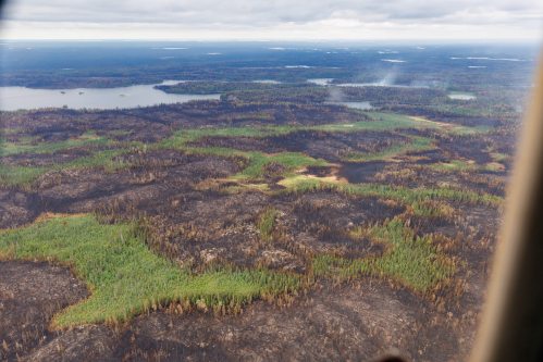 Trees burned by wildfires in northern Manitoba are shown during a helicopter tour in the surrounding area of Flin Flon, Man. on Thursday, June 12, 2025. THE CANADIAN PRESS/Mike Deal-Pool