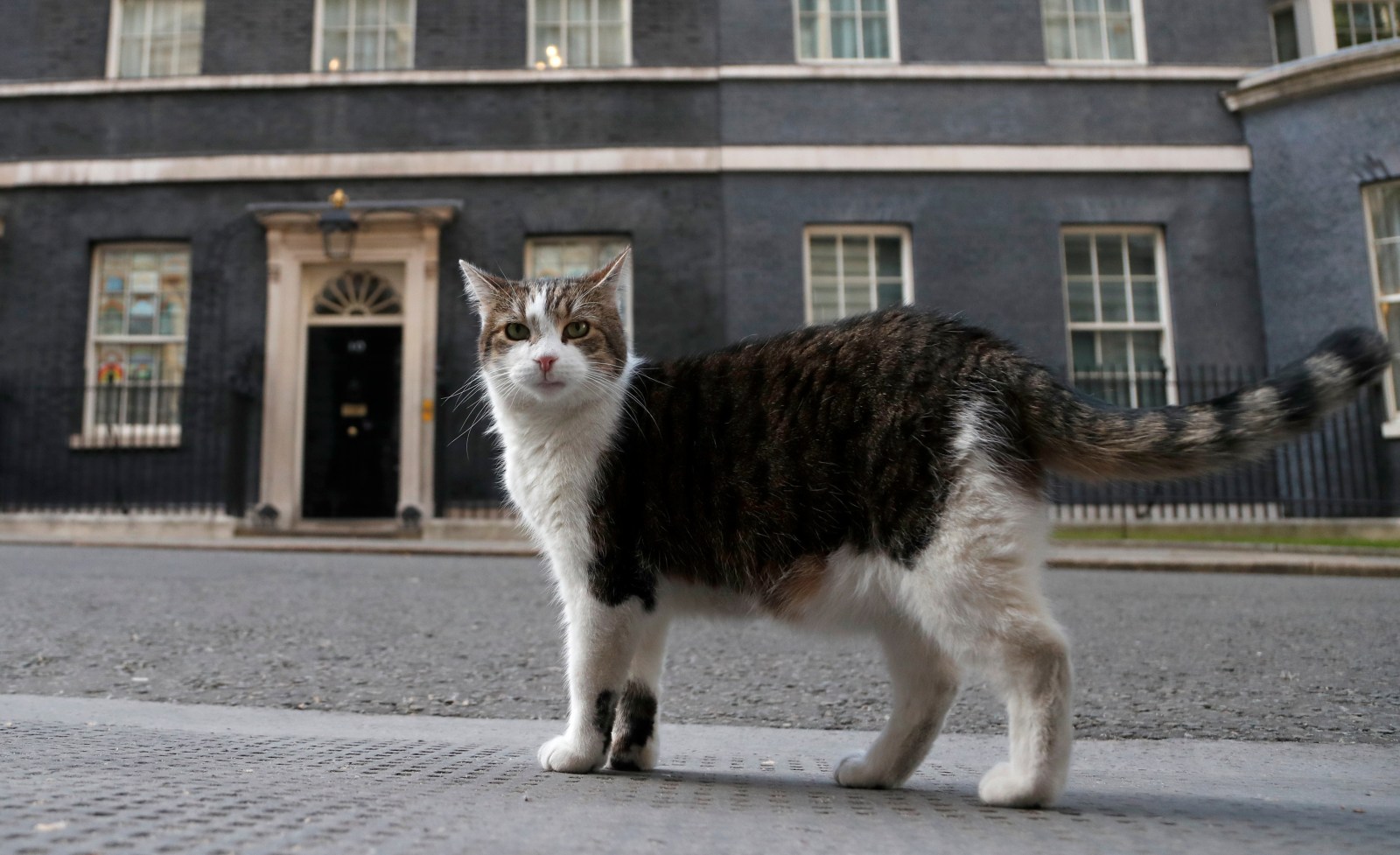 ?First feline’ Larry marks 15 years as Britain’s political top cat