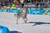 In this image taken from video provided by Olympic Broadcasting Services, OBS, a dog runs onto the track near the finish during the heats of the cross-country skiing women's team sprint free at the 2026 Winter Olympics, in Tesero, Italy, Wednesday, Feb. 18, 2026. (Olympic Broadcasting Services via AP)