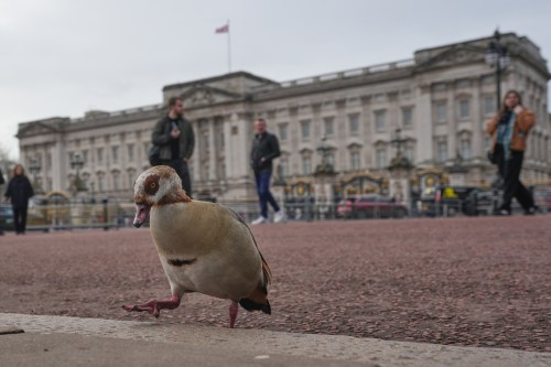 An Egyptian Goose walks on the pavement in front of Buckingham Palace in London, Friday, Feb. 20, 2026 after Andrew Mountbatten-Windsor was arrested and held for hours by British police on suspicion of misconduct in public office related to his links to Jeffrey Epstein.(AP Photo/Kin Cheung)