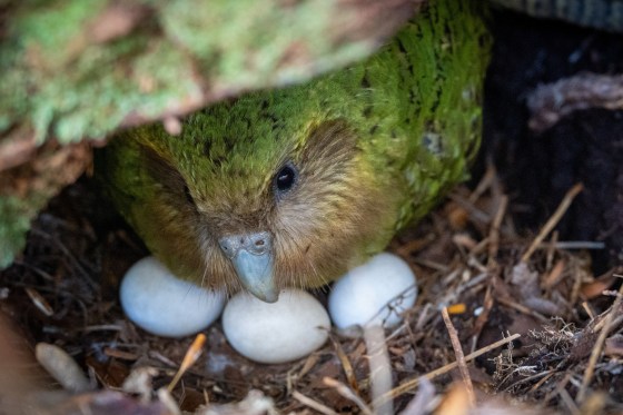 A kakapo sits with her three eggs, on Anchor Island, Pukenui, New Zealand, on Feb. 3. (Andrew Digby / Dept. of Conservation, New Zealand / The Associated Press files)