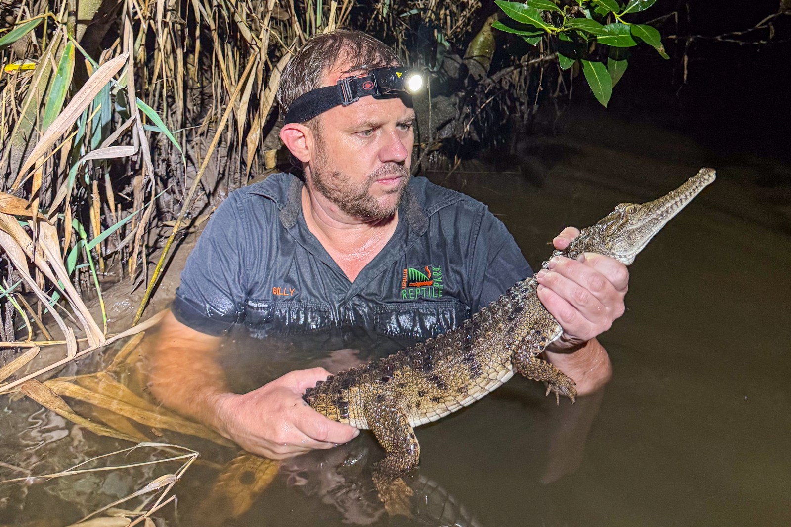 Freshwater Crocodile Found Near Newcastle Creek