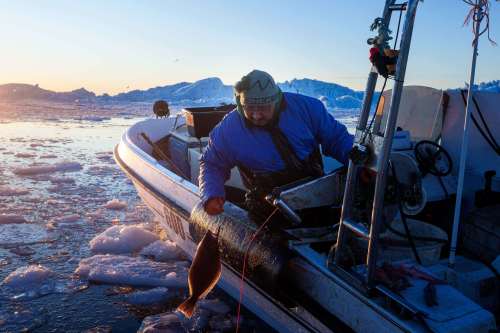 A fisherman catches halibut at Disko Bay near Ilulissat, Greenland, on Wednesday, Jan. 28, 2026. (AP Photo/Evgeniy Maloletka)