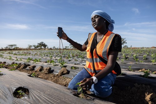 Nogaye Sene, a West African farmer who turned to Tiktok as part of agriculture's changing image, films herself on her farm in Joal Fadiout, Senegal, Thursday Dec. 11, 2025. (AP Photo/Caitlin Kelly)