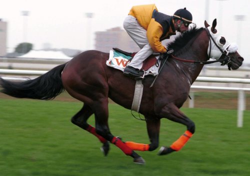 Jockey Mickey Walls rides Breeders' Stake contender 
