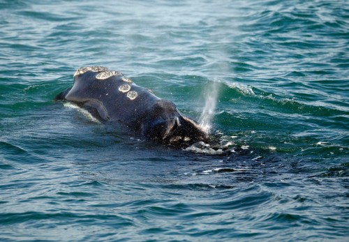 A North Atlantic right whale feeds on the surface of Cape Cod Bay off the coast of Plymouth, Mass., on March 28, 2018. THE CANADIAN PRESS/AP, Michael Dwyer
