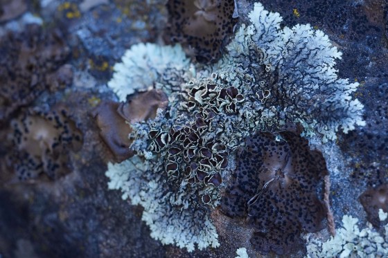 Rock shield and rock tripe lichen on a large rock during a California Lichen Society field trip at the University of California, Davis' McLaughlin Reserve in Lower Lake, Calif., in January. (Jeff Chiu / The Associated Press)