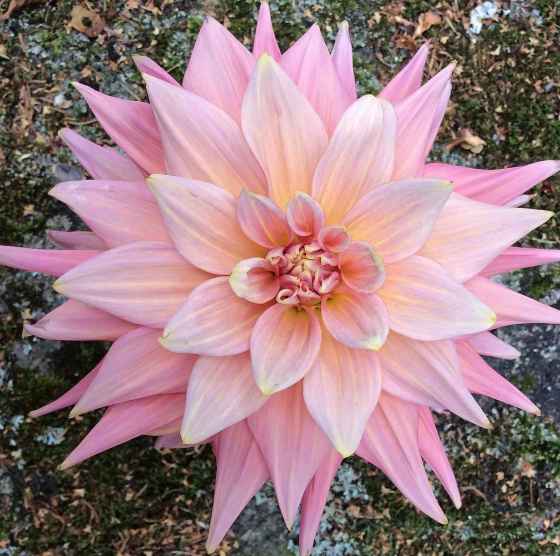 Dahlia Cafe au Lait, Fibonacci sequence (Marilyn Dudek photo)