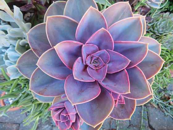 Echeveria symmetrical rosettes, Fibonacci sequence (Marilyn Dudek photo)