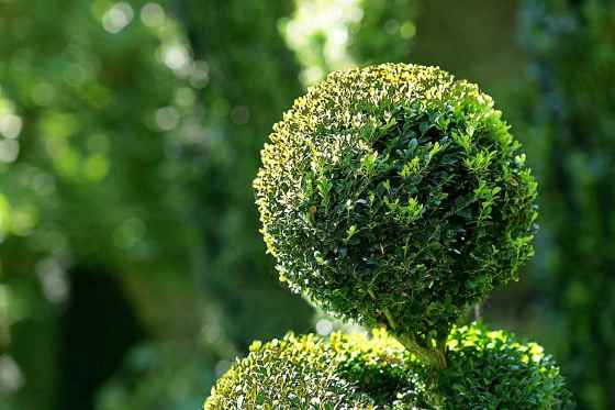 Myrtle topiary, easy-to-shape (Pixabay)