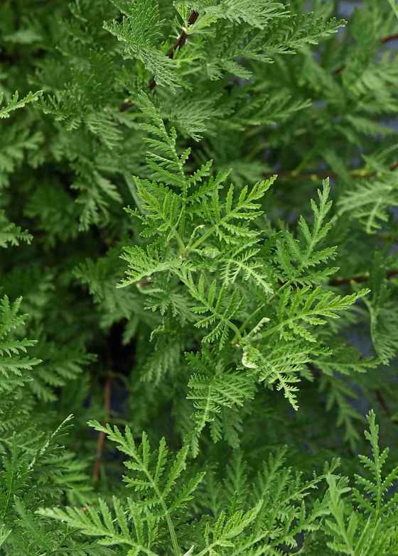 Artemisia SunFern (Darwin Perennials)