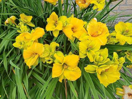 See You Tomorrow Daylily; each bloom lasts four to six days (ThinkPlants)