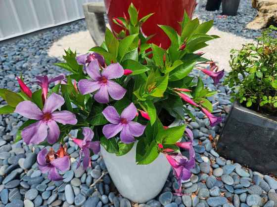 Sun Parasol Bluephoria Mandevilla (Suntory Flowers)