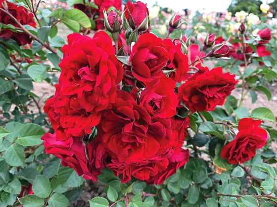 AC Navy Lady Shrub Rose (Jackson and Perkins)