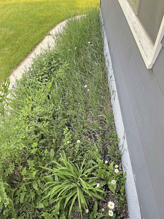 Reimagining a weedy area (Erin Lebar)