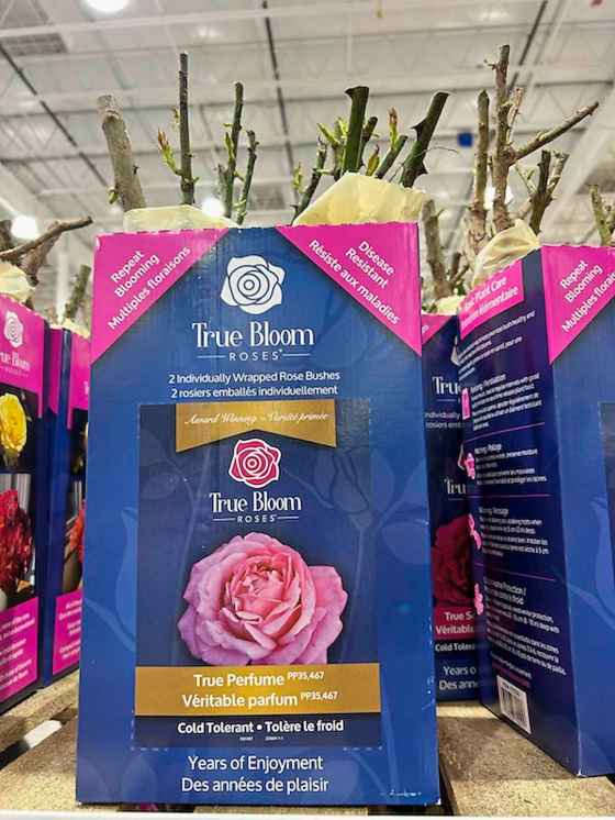 True Bloom rose shrubs at local big box retail stores (Colleen Zacharias)