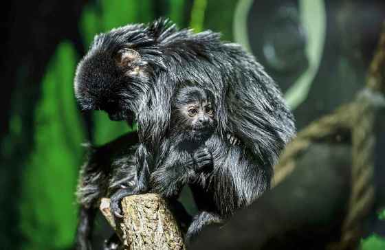 A baby Goeldi's monkey, who was born to its mother Evy on Dec. 18 at Assiniboine Park Zoo, enjoys a warm cuddle on Sunday. The young monkey is on public display this week at the zoo. (John Woods / Free Press)