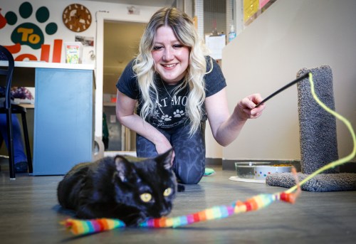 Leanne McManus plays with black cat Bowie at Tails to Tell Animal Rescue in Crossfield, Alta., on Wednesday, March 11, 2026. THE CANADIAN PRESS/Jeff McIntosh