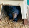 Supplied
                                A bear cub named is Valour is currently spending the winter at the rescue. The owners of Manitoba&rsquo;s only black bear rescue are concerned a proposed quarry near their sanctuary would stress out their orphan cubs, who tend to be anxious anyway.