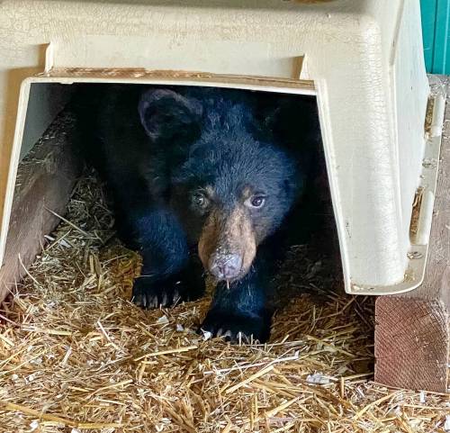 Supplied
                                A bear cub named is Valour is currently spending the winter at the rescue. The owners of Manitoba&rsquo;s only black bear rescue are concerned a proposed quarry near their sanctuary would stress out their orphan cubs, who tend to be anxious anyway.