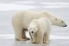 BJ KIRSCHHOFFER / Polar Bear International
                                Research shows polar bears are failing to adapt evolutionarily to the rapidly warming Arctic.